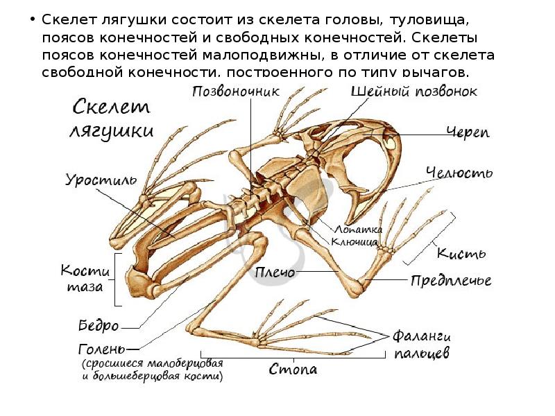 Рисунок скелета лягушки