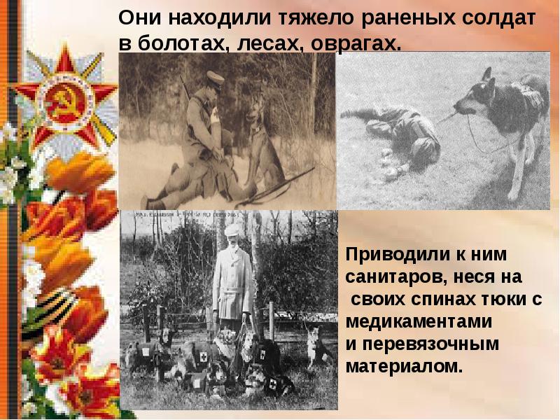 Собаки на войне 1941 1945 картинки на 9 мая