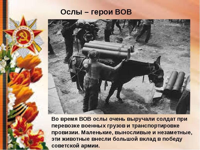 Животные герои войны презентация