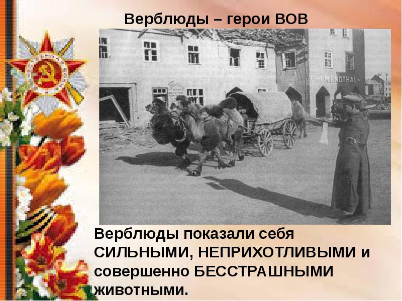 Животные герои войны презентация