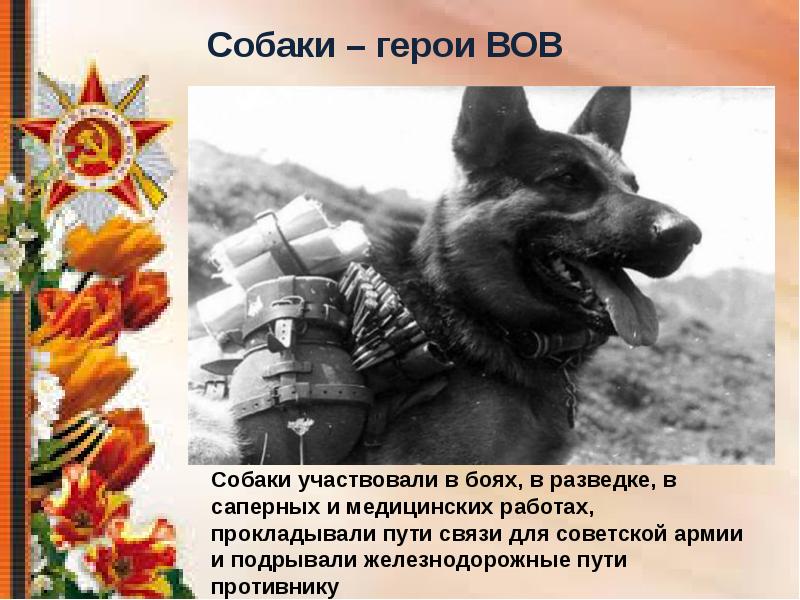 Проект собаки в годы вов