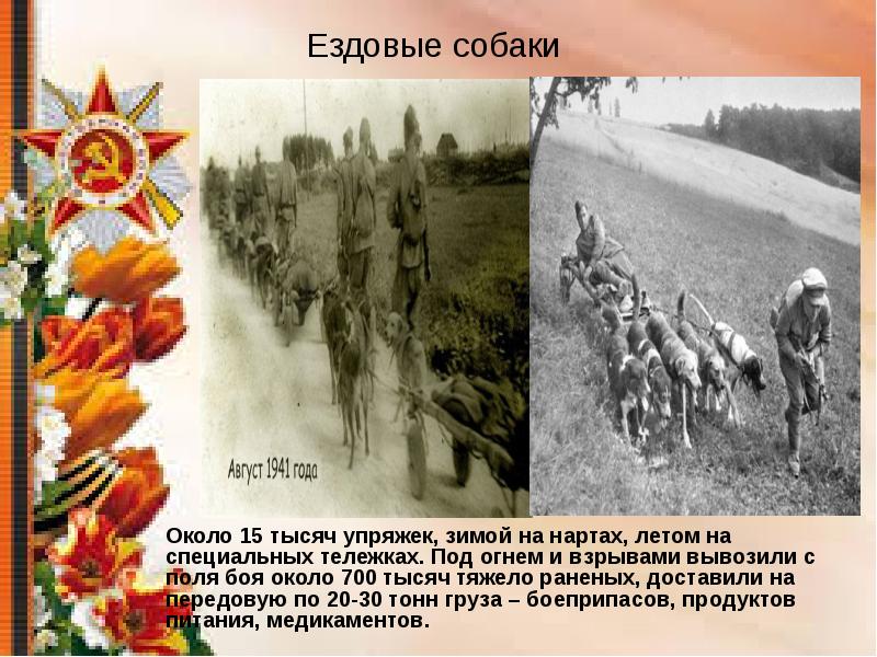 Презентация животные на войне 1941 1945 для детей