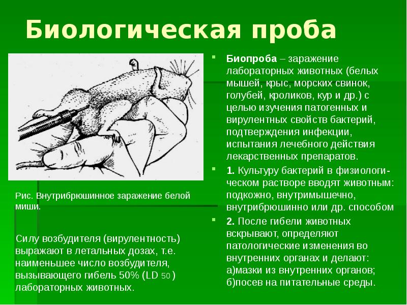 Ботулизм ветеринария презентация