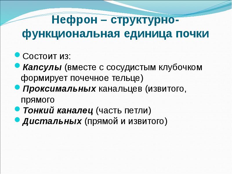Структурно функциональной единицей почки является нейрон. Структурно-функциональная единица почки. нефрон структурно-функциональная единица почки. почечное тельце состоит из.