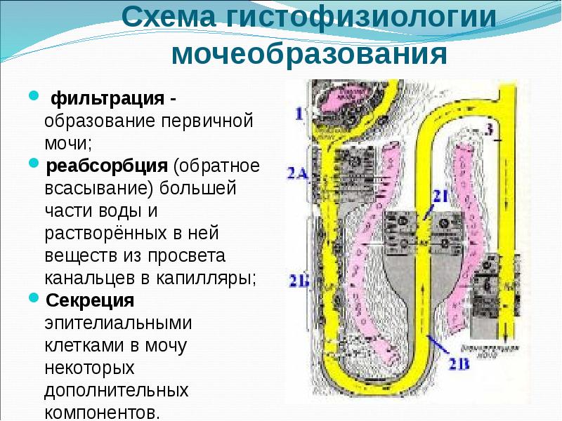 Абсорбция и реабсорбция образование мочи презентация 10 класс