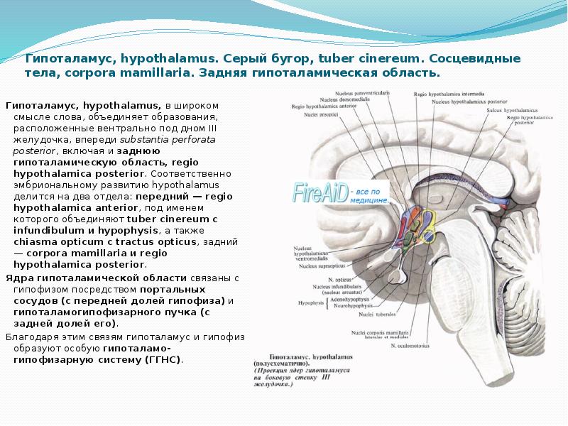 Гипоталамус это простыми словами