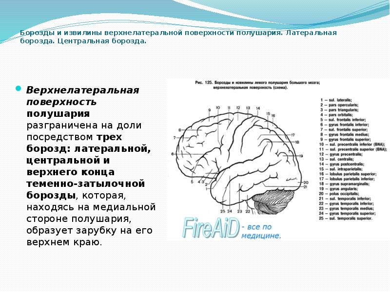 Расположение борозд. Борозды ВЕРХНЕЛАТЕРАЛЬНОЙ поверхности конечного мозга. Извилины мозга верхнелатеральная поверхность. Борозды и извилины затылочной доли.