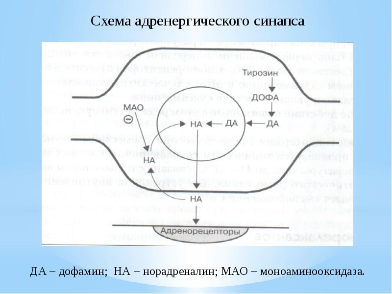 Норадреналин синапс. Схема адренергического синапса. Схема адренергического синапса фармакология. Схема строения адренергического синапса. Строение адренергического синапса фармакология.