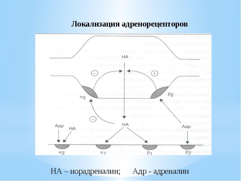 Схема адренергического синапса