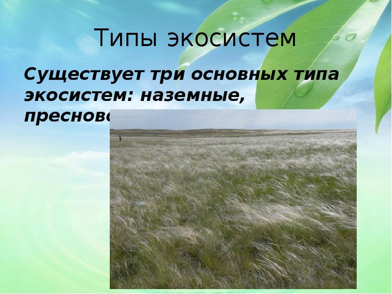 Экосистемная организация природы компоненты экосистем презентация 9 класс