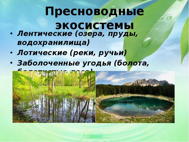 Водная экосистема презентация