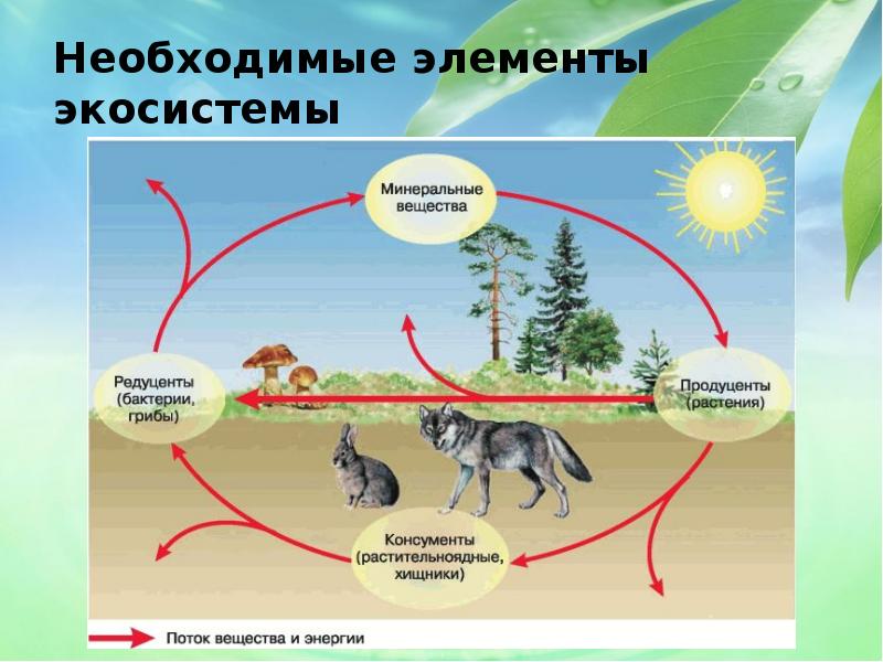 На каком уровне организации происходит круговорот веществ. Продуценты 2) консументы 3) редуценты. Цепь питания продуценты консументы редуценты. Необходимые компоненты экосистемы. Круговорот веществ в экосистеме схема.