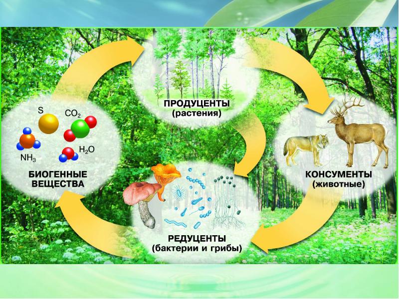 Экосистемная организация природы компоненты экосистем презентация 9 класс