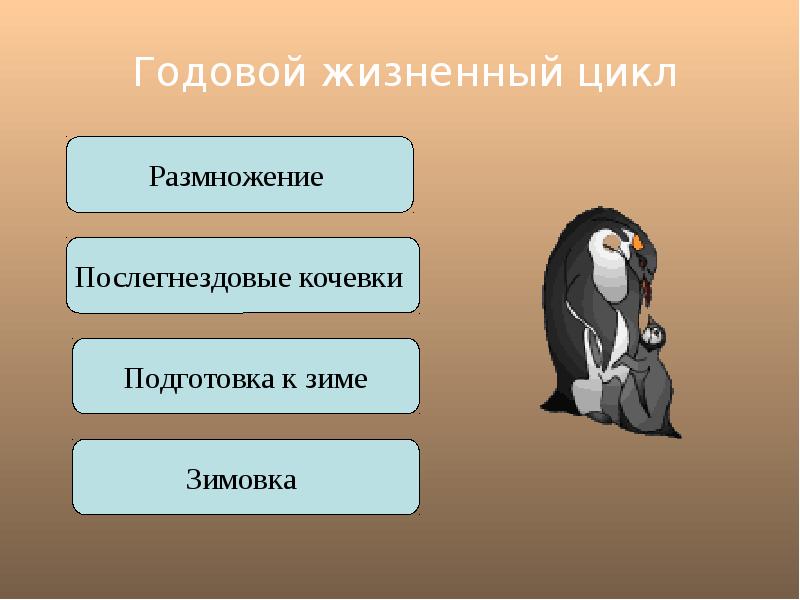 Презентация размножение и развитие млекопитающих годовой жизненный цикл