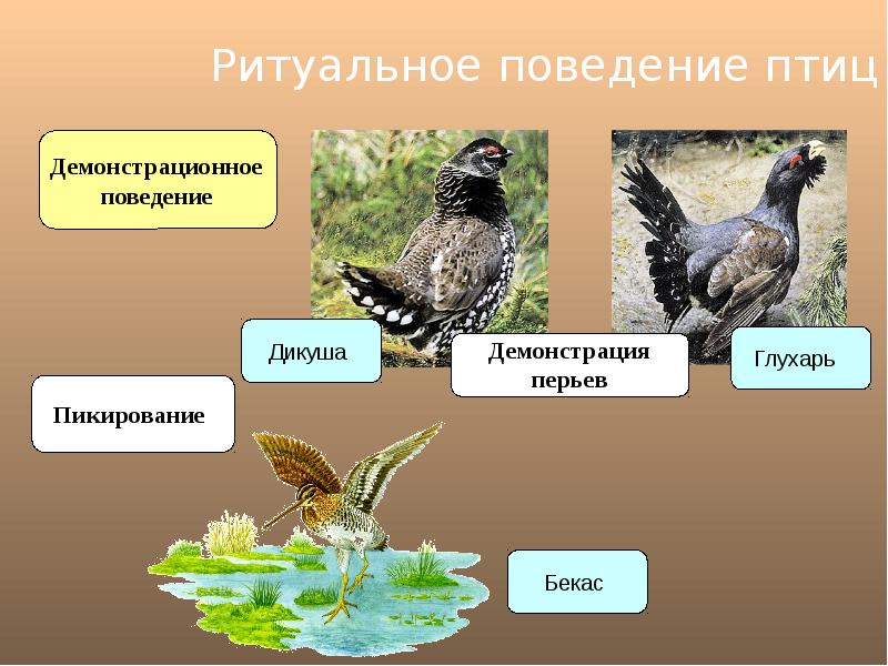 Годовой жизненный цикл млекопитающих презентация