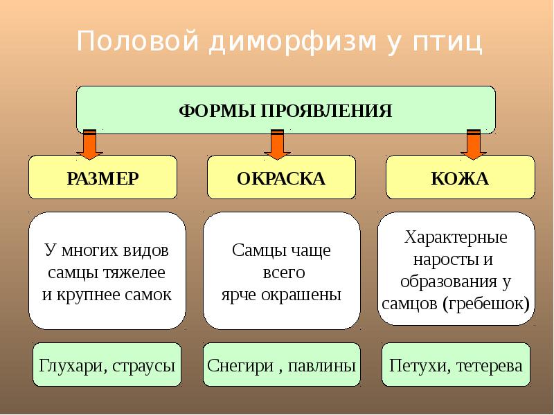 Годовой проект презентация