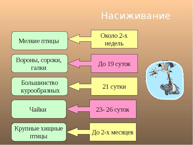 Годовой жизненный цикл млекопитающих презентация