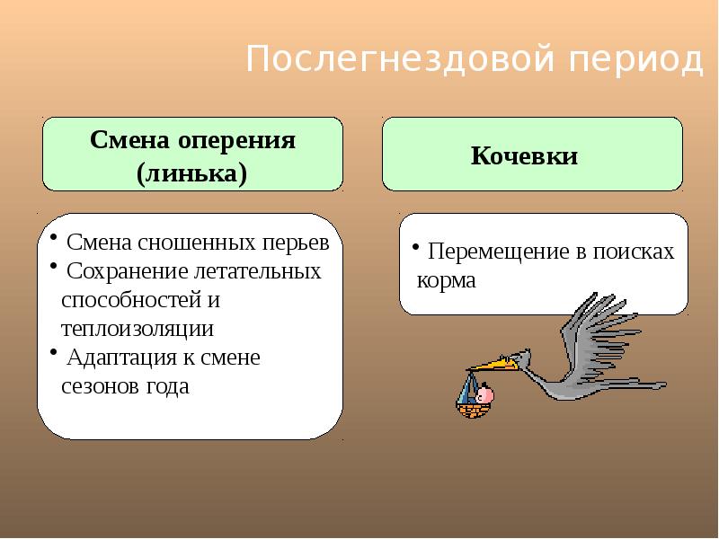 Годовой жизненный цикл и сезонные явления в жизни птиц презентация