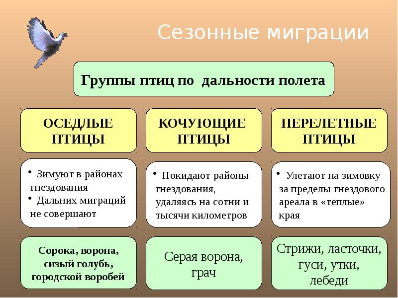 Годовой проект презентация