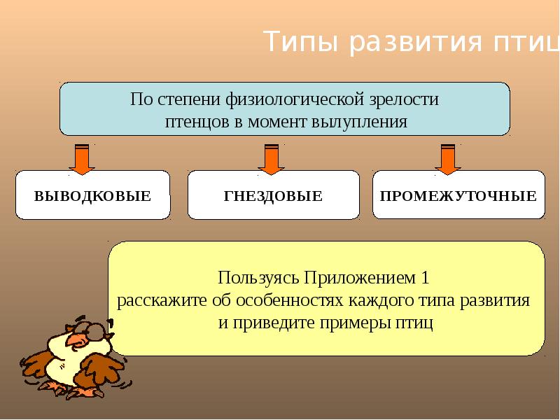 Типы развития птиц схема