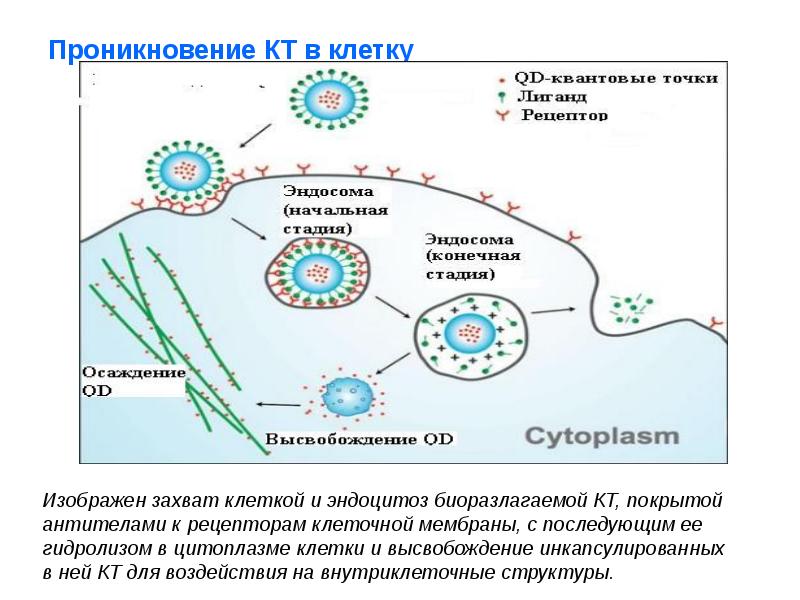 Нанотехнологии в биологии и медицине презентация