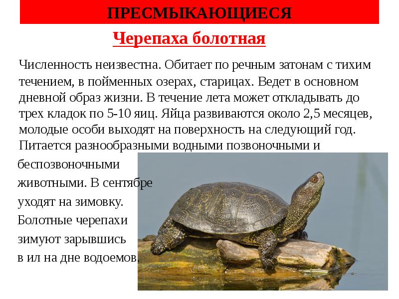 Болотная черепаха развитие