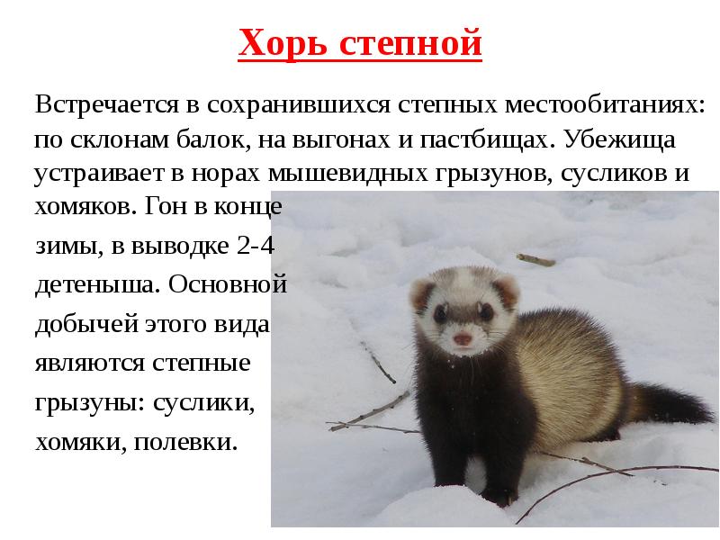 Животное из красной книги курской области описание и фото