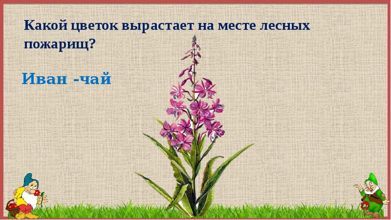 Проект для первого класса цветы