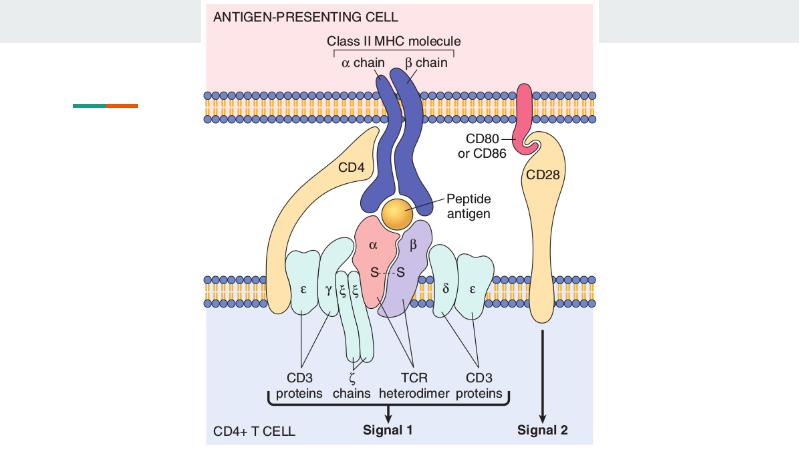 MHC иммунология. Cd86 signaling Paths. Pam Molecular Chain.