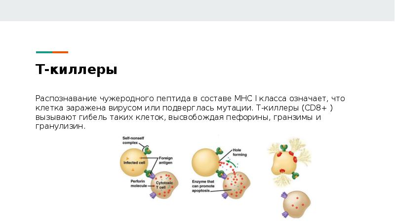 Т киллеры. Т киллеры иммунология. Т-киллеры функции. Т-киллеры повышены.