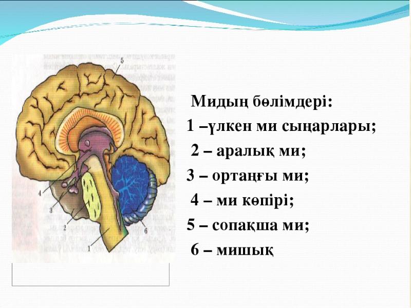 Бас ми жарақаттары презентация