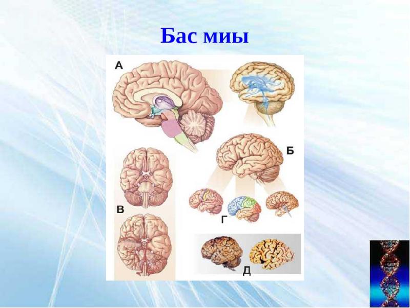 Мидың құрылысы презентация