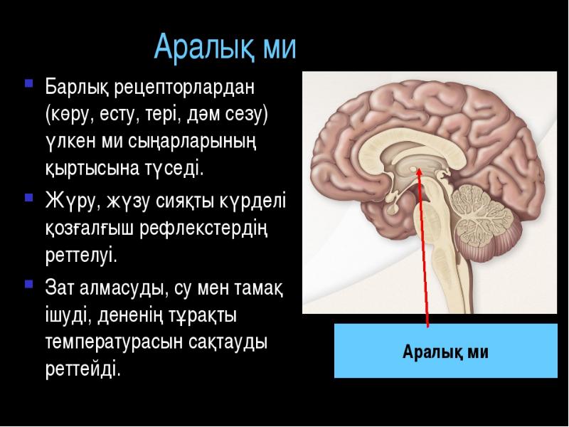 Мидың құрылысы презентация