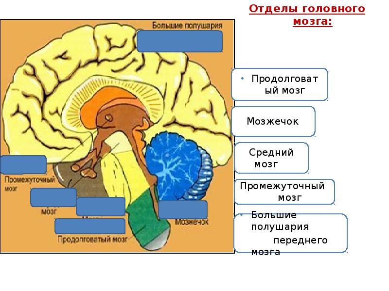 Средний и промежуточный мозг строение. Промежуточный мозг. Средний мозг и промежуточный мозг. Нейрогуморальная регуляция отдел мозга. Нейрогуморальная регуляция промежуточный мозг.