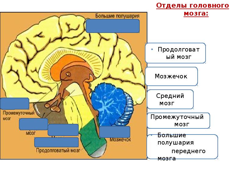 Передний мозг промежуточный мозг и большие полушария. Самый большой отдел головного мозга. Отделы головного мозга лошади. Промежуточный мозг собаки. Головной мозг лошади строение.