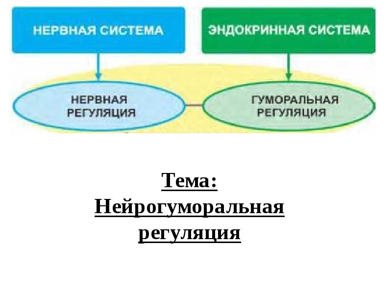 Нейрогуморальная регуляция 6 класс биология презентация