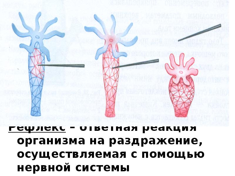 Реакция организма на раздражение