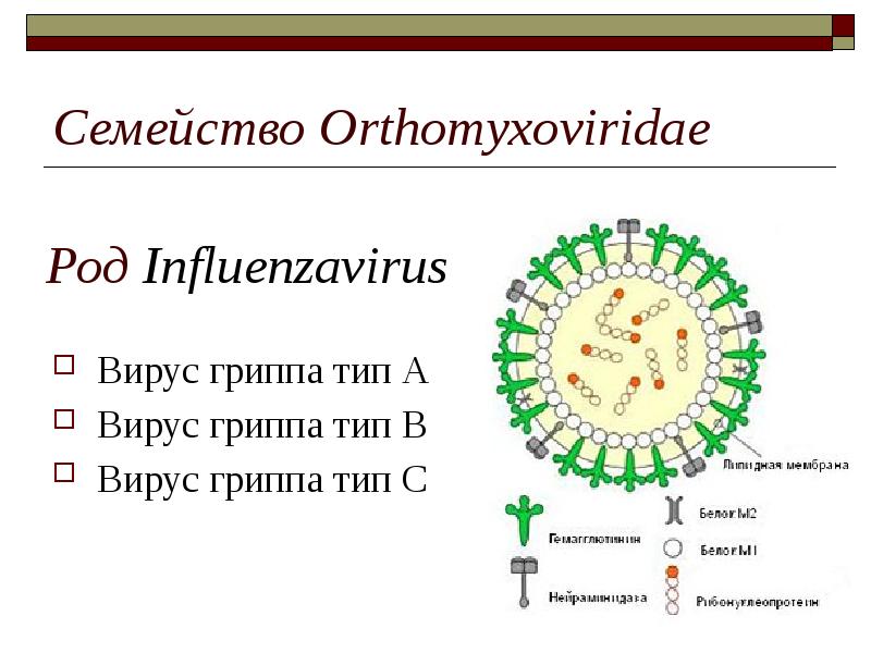 Распространение гриппа с точки зрения физики проект