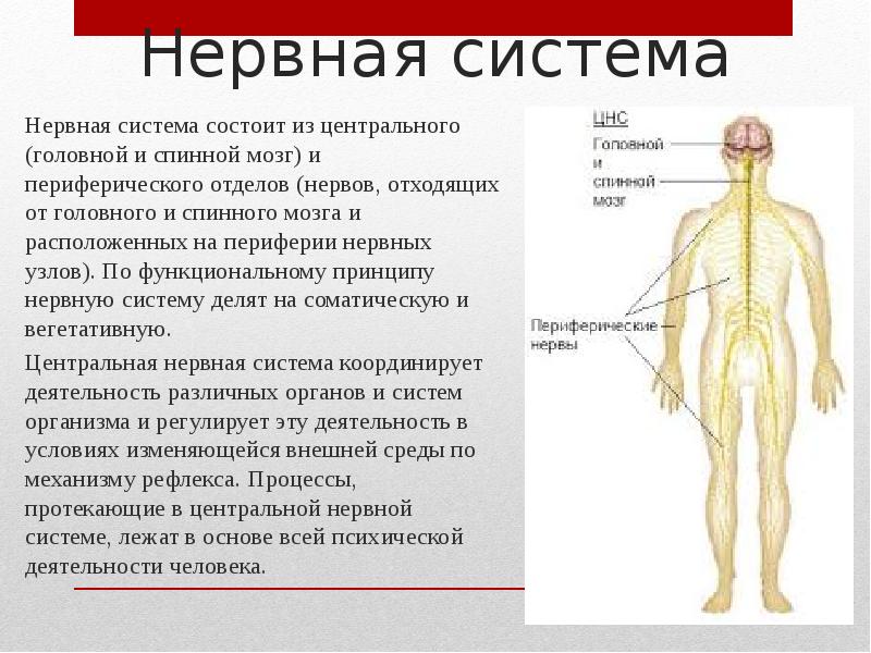 Узлы нервной системы. Нервная система состоит из. Нервнаыя ситстемасостоит из. Центральная нервная система состоит. Спинной мозг периферическая нервная система.