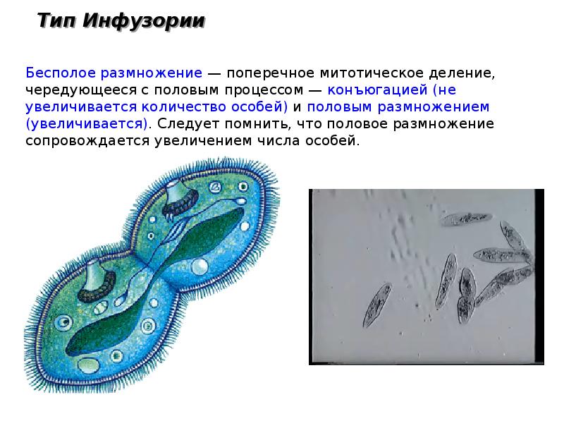 Какое размножение у простейших