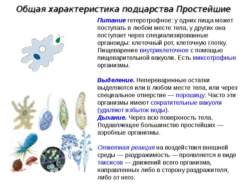 Простейшие делятся на. Общая характеристика простейших. Общие признаки подцарства простейшие. Подцарство простейшие общая характеристика. Подцарство простейшие представители.