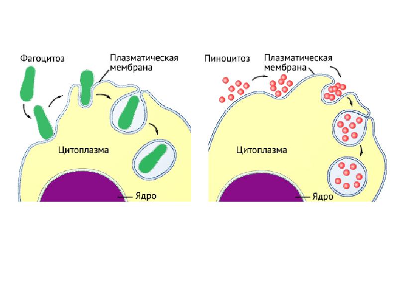 Клеточный фагоцитоз схема