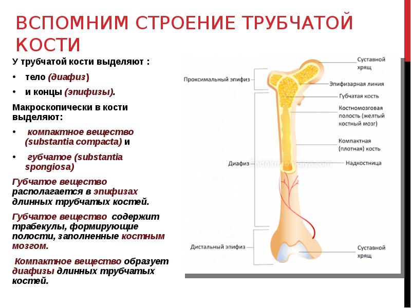 Основные трубчатые кости