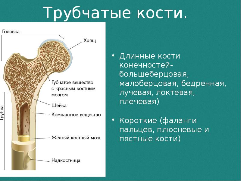 Строение трубчатой кости человека рисунок с подписями