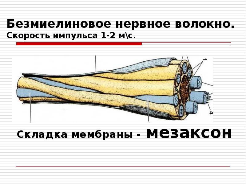 Схема строения безмиелинового нервного волокна