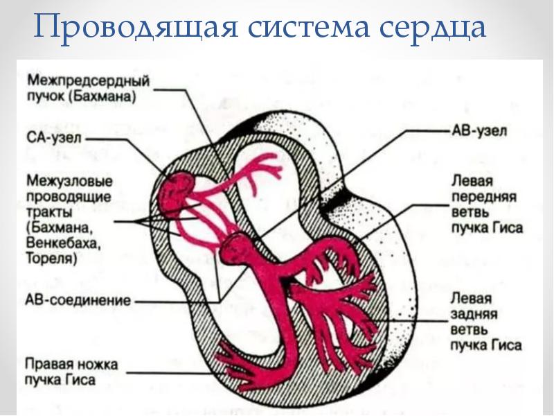 Проводящая система сердца картинки