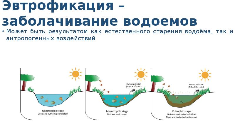 На рисунке показано что в процессе эвтрофикации в водоеме может произойти раванда