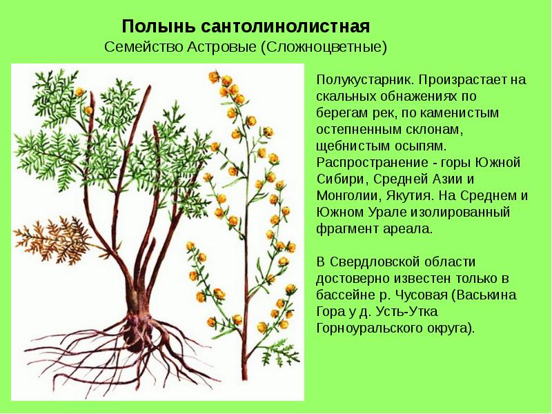 Растения из красной книги свердловской области фото с описанием