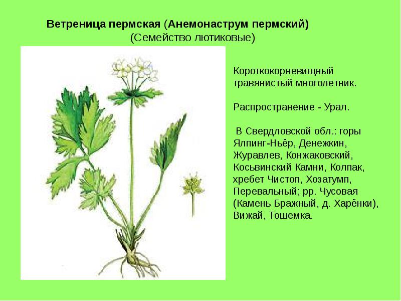 Презентация лекарственные растения пермского края