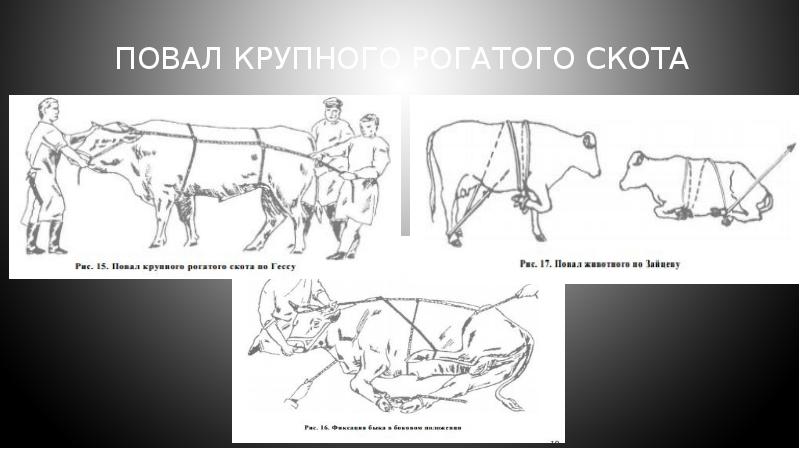 Фиксация животных презентация